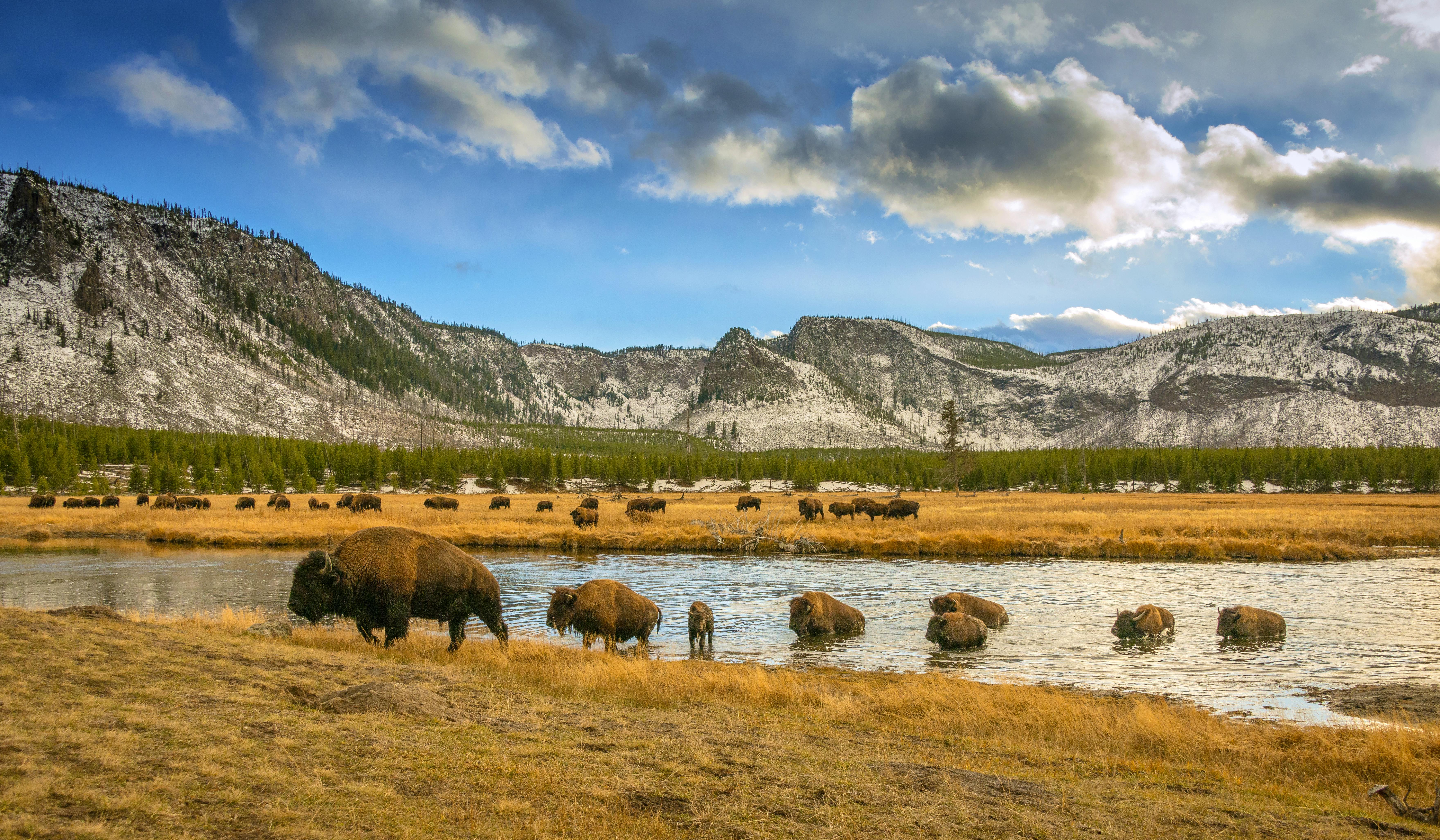2013.10.31 - Bison River Crossing - Yellowstone National Park - Wyoming - Jim Shane